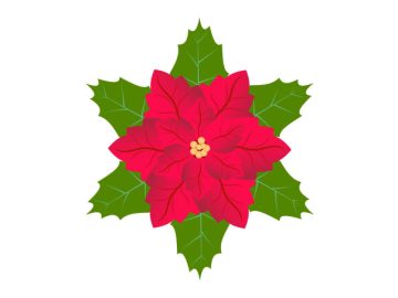 Vectores de flor roja de navidad